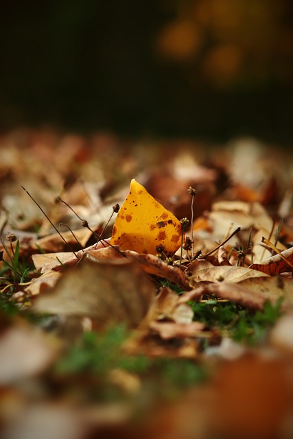 心理辅导 心理辅导